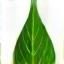 Icona foglia verde